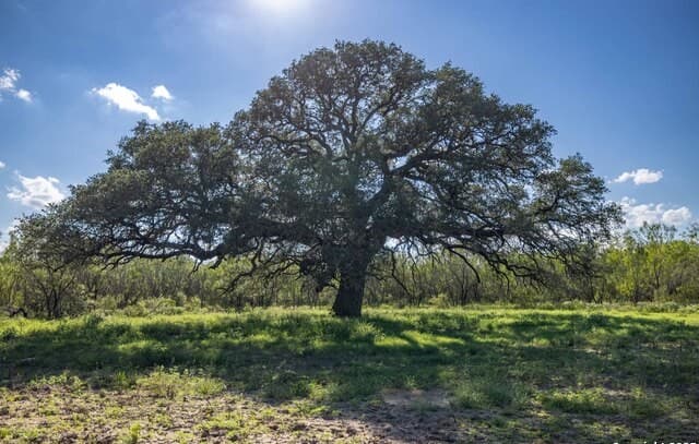 home for sale at 444 County Road 748 in Yancey TX